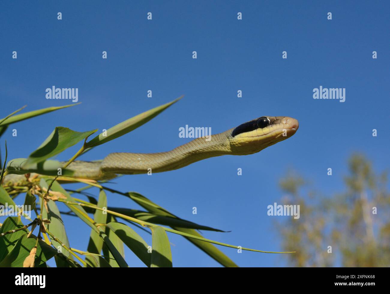 Beauty rat snake (Orthriophis taeniurus callicyanous) moving around ...