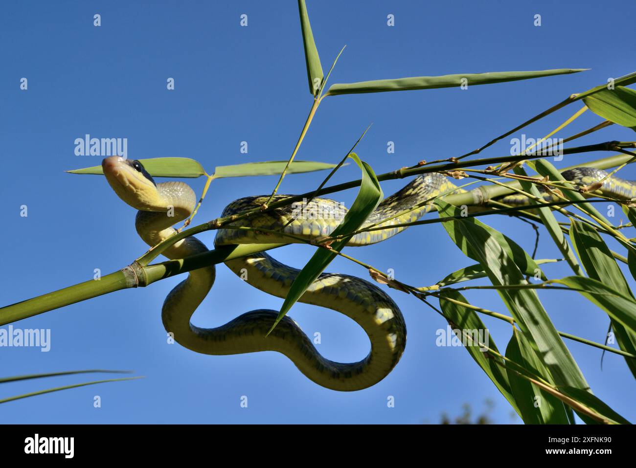 Beauty rat snake (Orthriophis taeniurus callicyanous) moving around ...