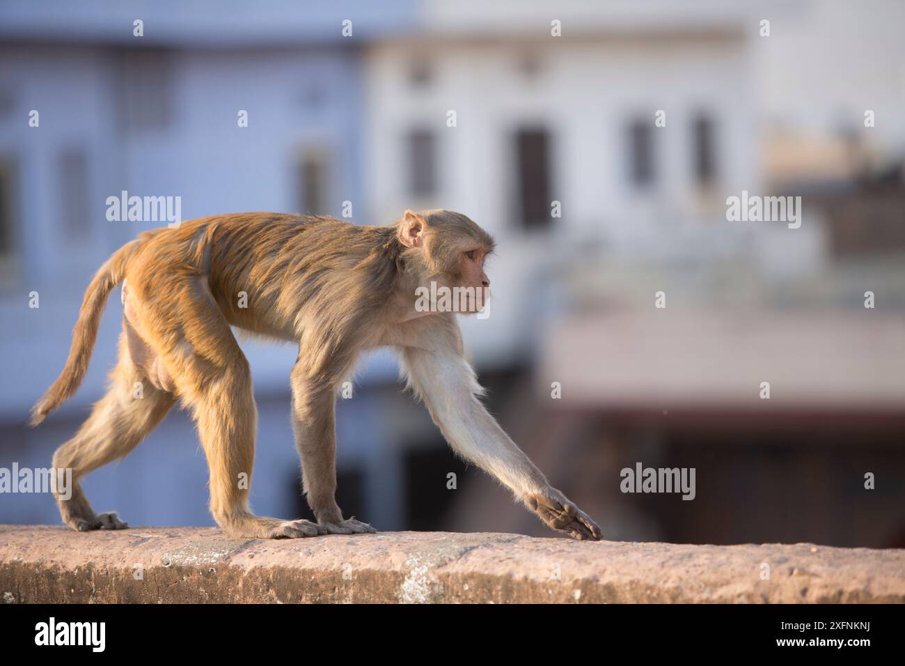 Monkey jodhpur rajasthan india hi-res stock photography and images - Alamy