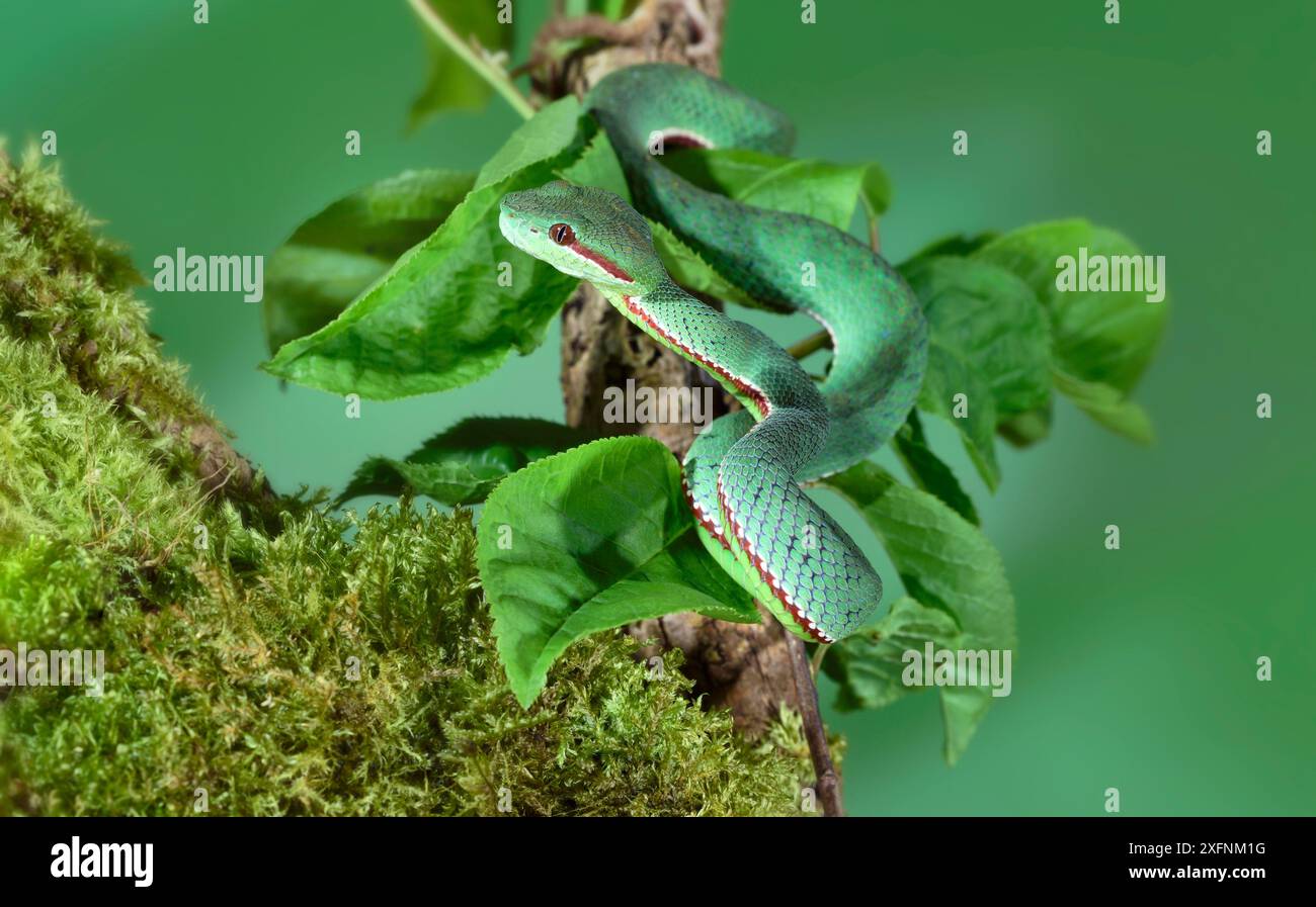 Pope's pit viper (Trimeresurus popeorum) native to northern India, Southeast Asia, and parts of Indonesia. Stock Photo