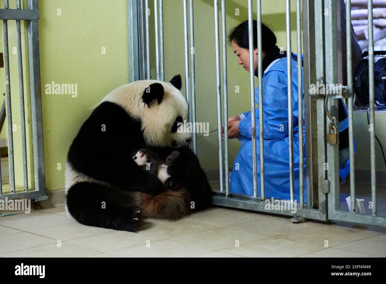 Keeper feeding Giant panda (Ailuropoda melanoleuca) female Huan Huan ...