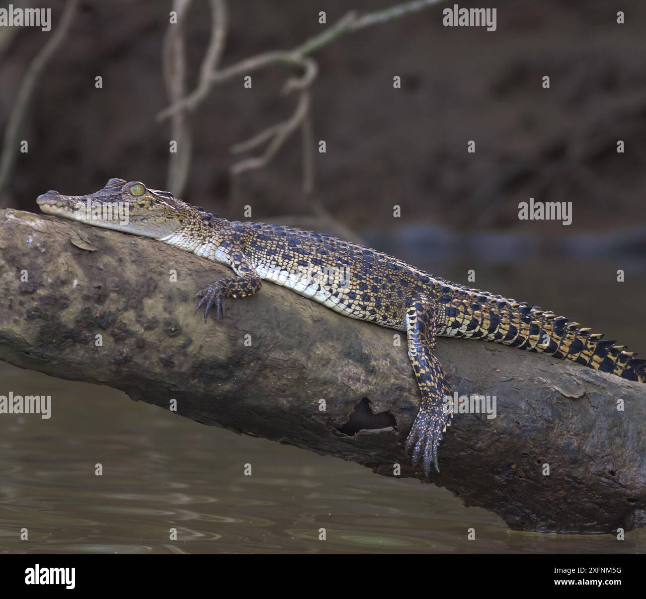 Close up of a young baby crocodile hatchling resting on a branch twig above the water; Saltwater crocodile (Crocodylus porosus) from Nilwala River Stock Photo