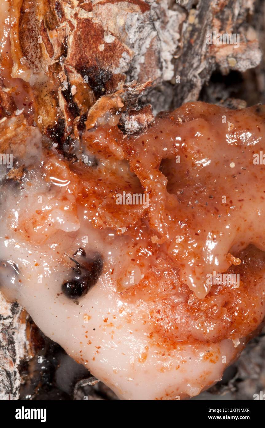 Dead Mountain pine beetle (Dendroctonus ponderosae)  'pitched out' by pitch / resin in Lodgepole pine tree, Grand Teton National Park, Wyoming, USA. August. The current outbreak of mountain pine beetles has been particularly aggressive. This is due to climate change, monoculture planting of trees and fire suppression. Stock Photo