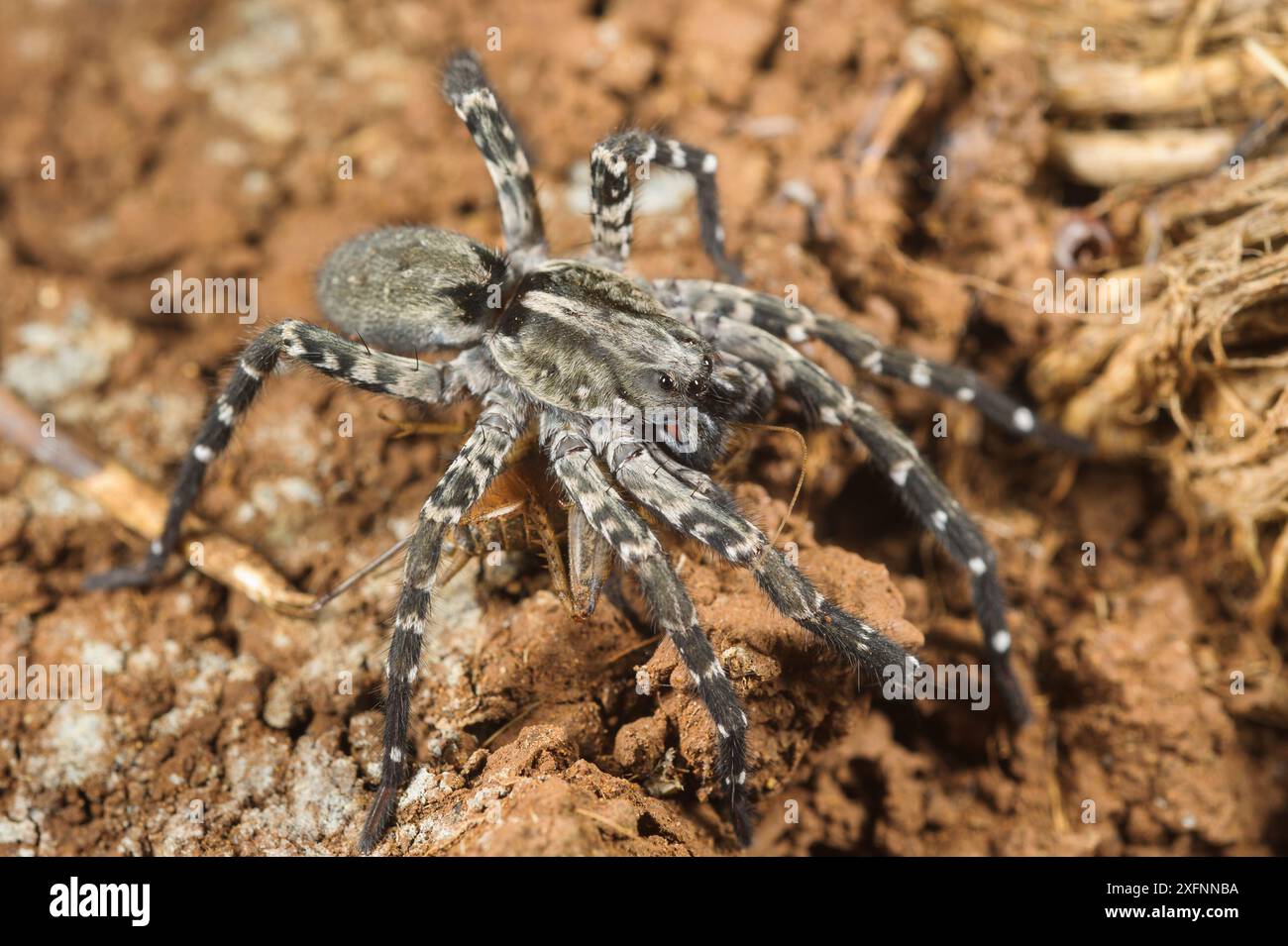 Sub-adult Deserta Grande wolf spider (Hogna ingens) eating a cricket ...