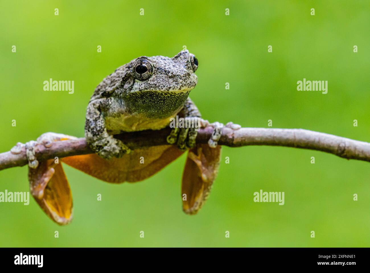 Grey tree frogs hires stock photography and images Alamy