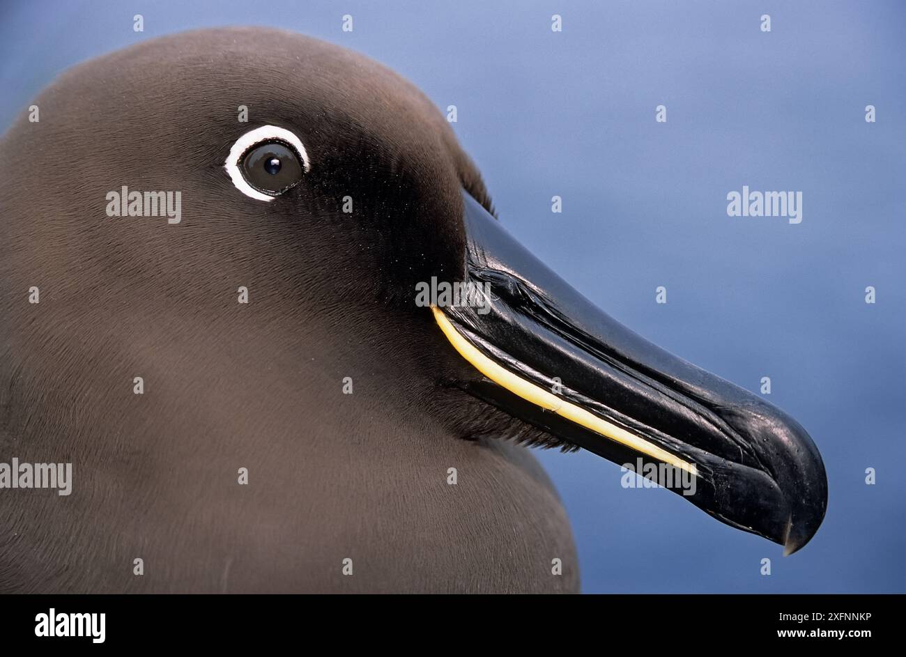 Sooty albatross (Phoebetria fusca) portrait. Gough Island, Gough and Inaccessible Islands UNESCO World Heritage Site, South Atlantic.  Endangered. Stock Photo