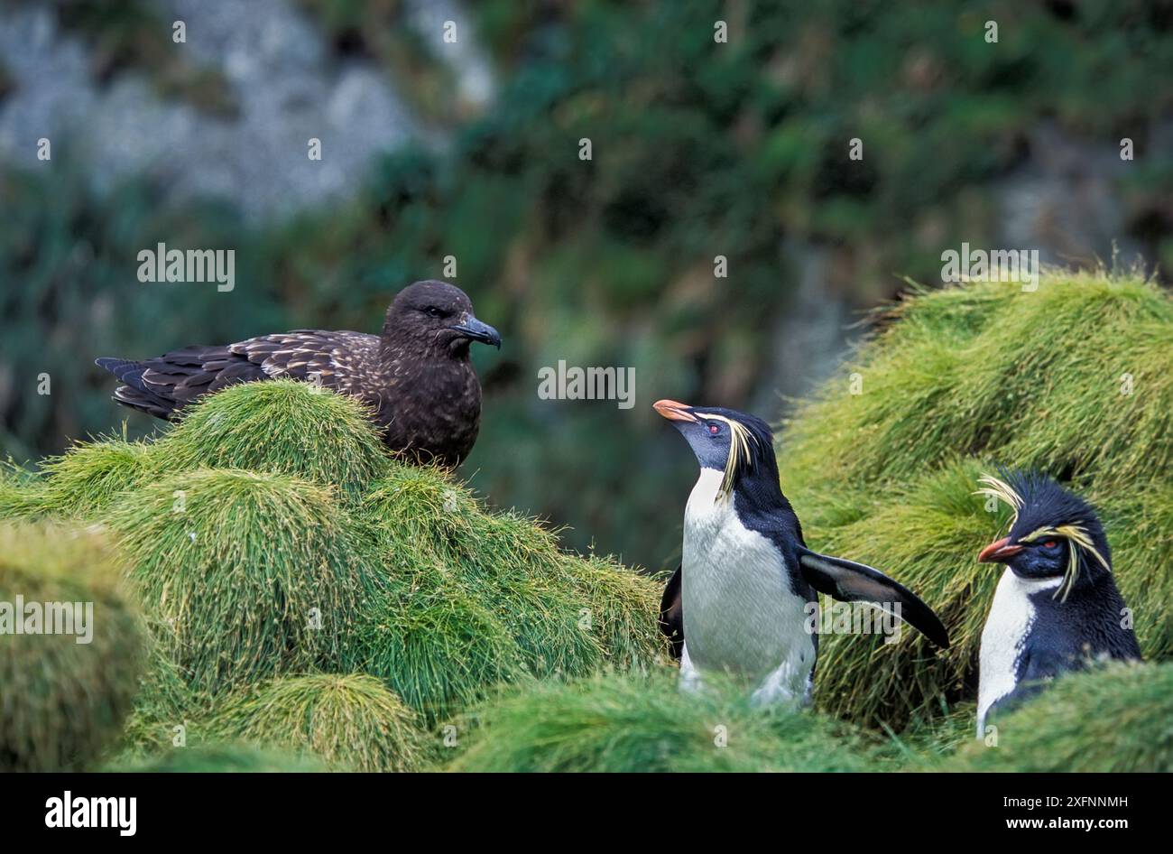 Northern Rockhopper Penguin (Eudyptes moseleyi)  with Brown skua (Stercorarius antarcticus)   Gough and Inaccessible Islands UNESCO World Heritage Site, South Atlantic. Stock Photo