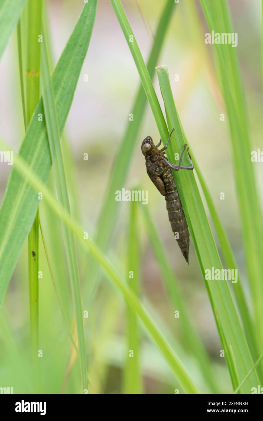 Hawker dragonfly (Aeshna sp) emerging from larval case. Surrey, UK. Sequence 1 of 5 June Stock Photo