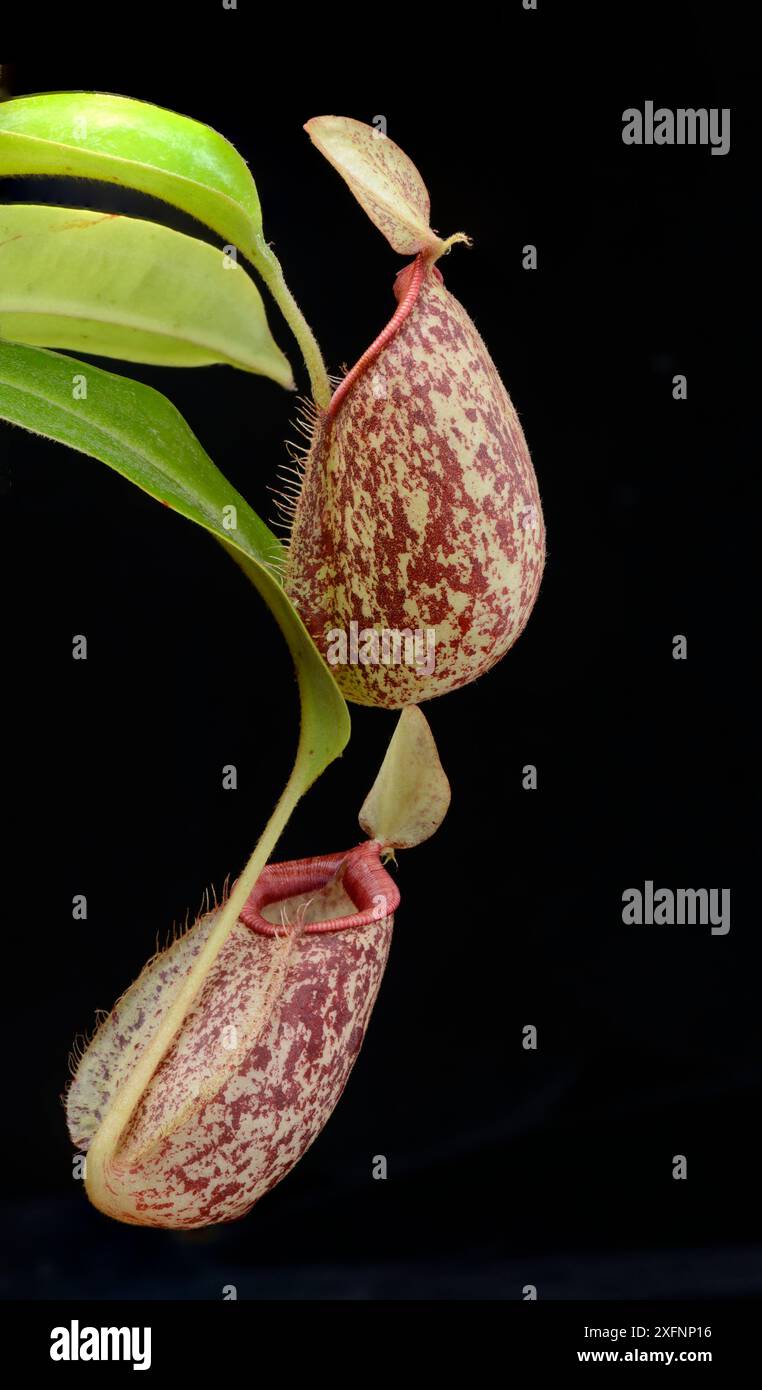 Nepenthes hybrid hi-res stock photography and images - Alamy
