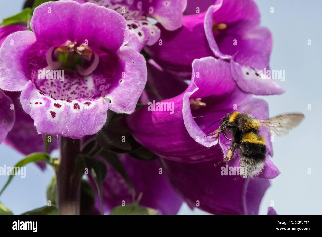Long Tongued Bumblebees Hi res Stock Photography And Images Alamy long-tongued-bumblebees-hi-res-stock-photography-and-images-alamy