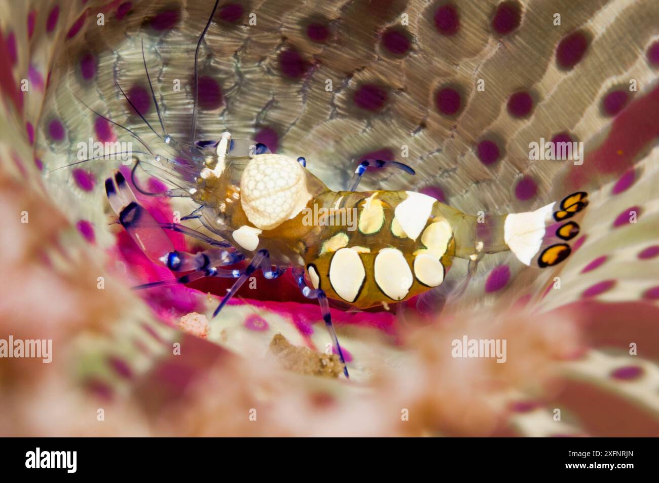 Anemone shrimp (Periclimenes brevicarpalis) inside an anemone, Lembeh Strait, North Sulawesi, Indonesia. December. Stock Photo