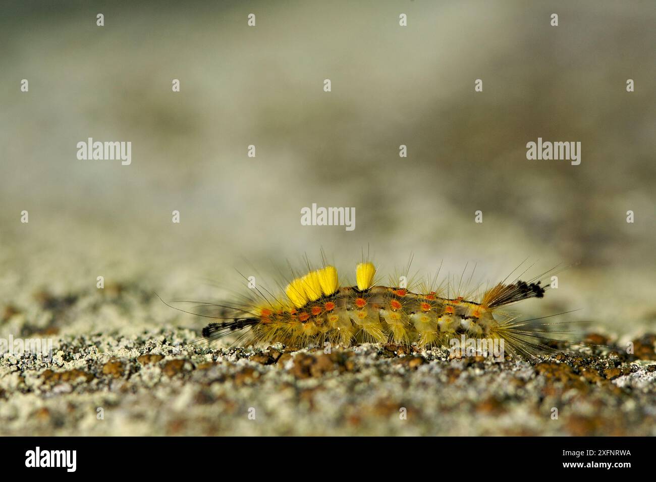 Common vapourer moth caterpillar (Orgyia antiqua) on ground,, Seine et Marne, France, July. Stock Photo