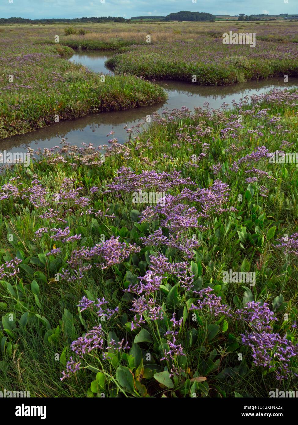 Sea lavender (Limonium vulgare) Morston Marshes, Norfolk, UK, July. Stock Photo