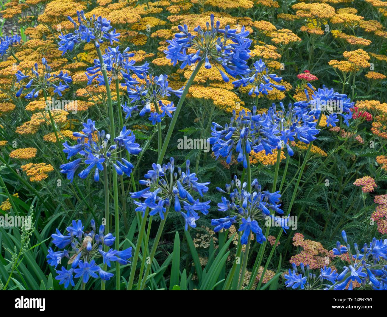 Cultivated Achillea ' Terra cotta' in flower with Agapanthus 'Colbolt blue' in garden,  England, UK. Stock Photo