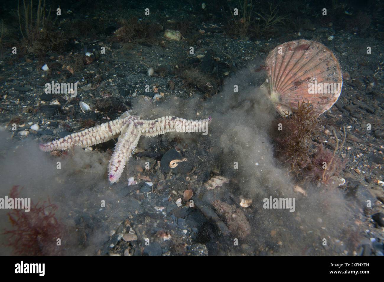 Scallop (Pecten maximus) escaping from Spiny Starfish (Marthasterias glacialis) Isle of Man, July. Stock Photo