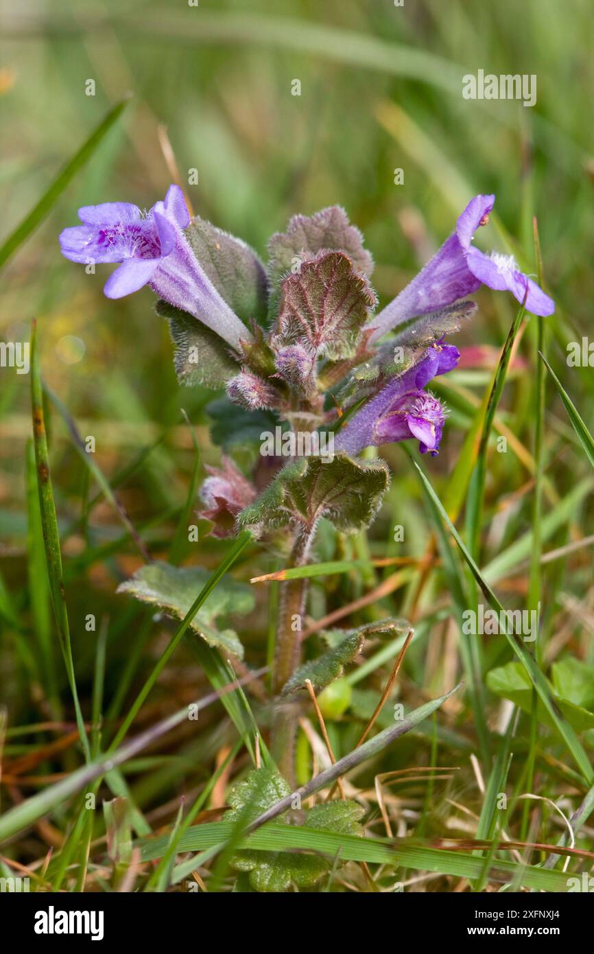 Ground Ivy (Glechoma hederacea), Sark, British Channel Islands, April. Stock Photo