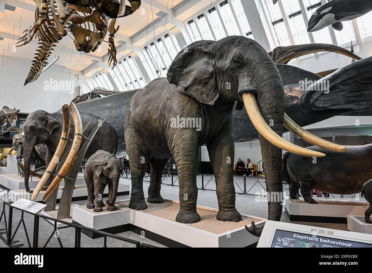 Elephants, Mammals Gallery, Natural History Museum, London, England, U.K Stock Photo