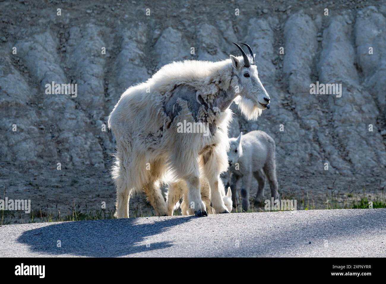 Roadside Mountain Goats, Jasper National Park,  Alberta, Canada Stock Photo