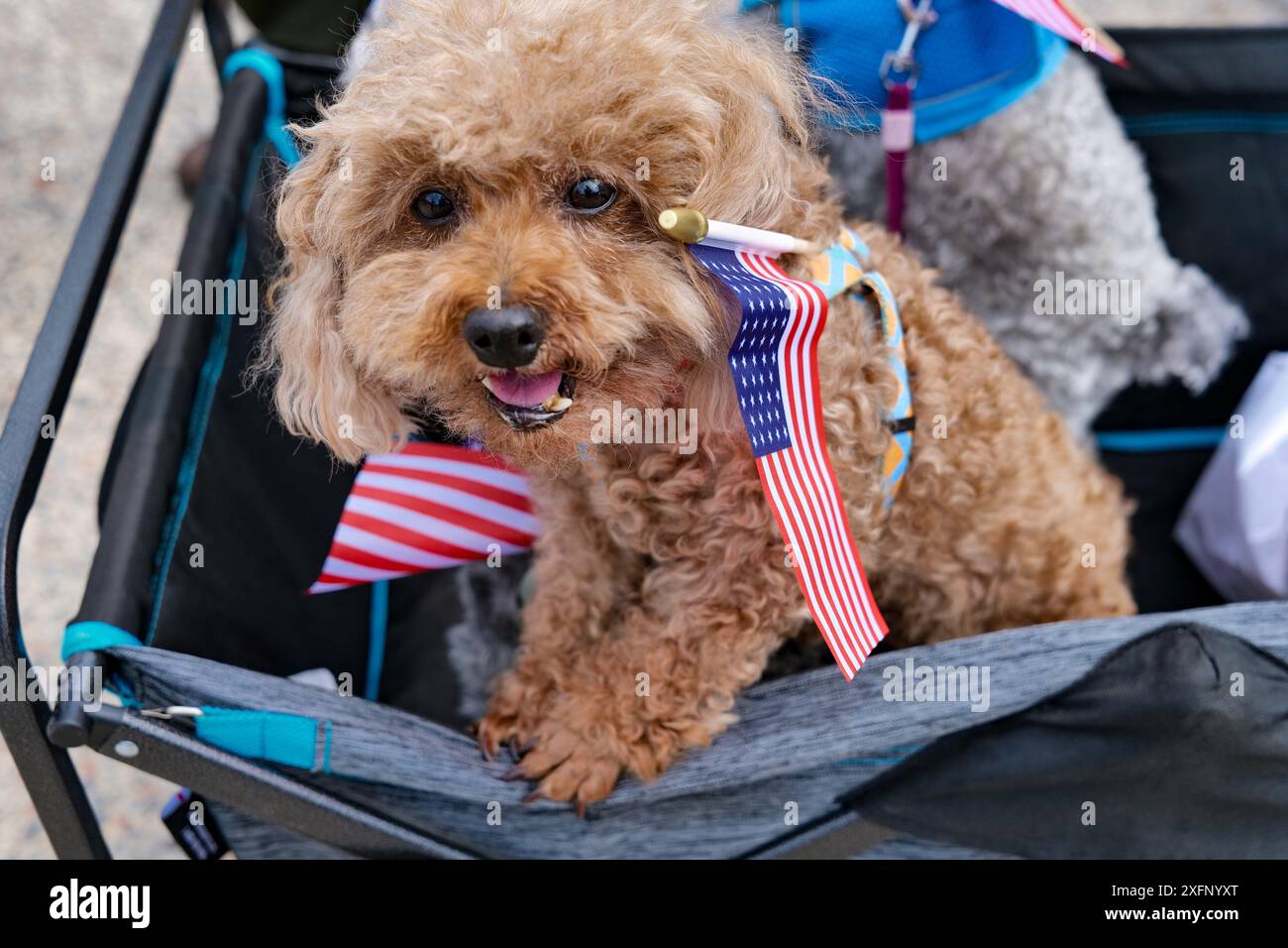 New York, New York, USA. 4th July, 2024. Dogs celebrating July 4th with the stars and stripes at the historic Castle Clinton National Monument at the Battery in downtown NYC. A flag raising and a parade to the South Seaport led by the NY State Veteran Corps. of Artillery in their circa 1812 uniforms followed brief patriotic speeches. (Credit Image: © Milo Hess/ZUMA Press Wire) EDITORIAL USAGE ONLY! Not for Commercial USAGE! Stock Photo