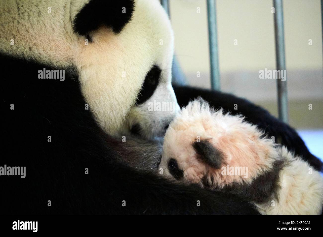 Giant panda female Huan Huan nursing cub, three months old (Ailuropoda ...