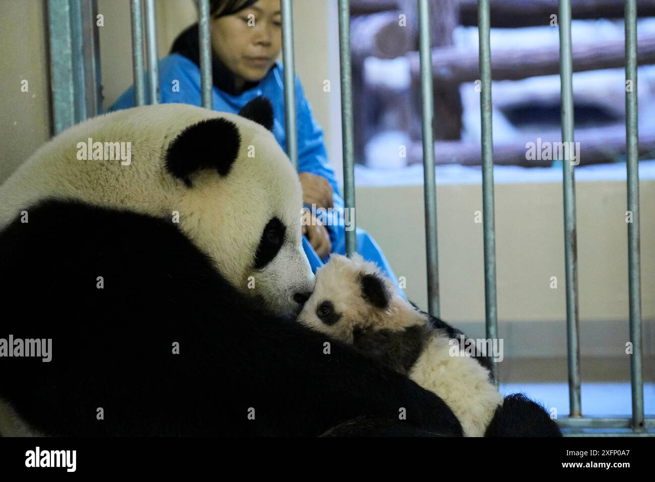 Giant panda female Huan Huan nursing cub, three months old (Ailuropoda ...