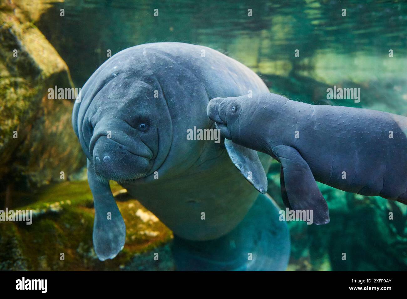 Caribbean manatee or West Indian manatee (Trichechus manatus) mother with baby, age two days,  captive, Beauval Zoo, France Stock Photo