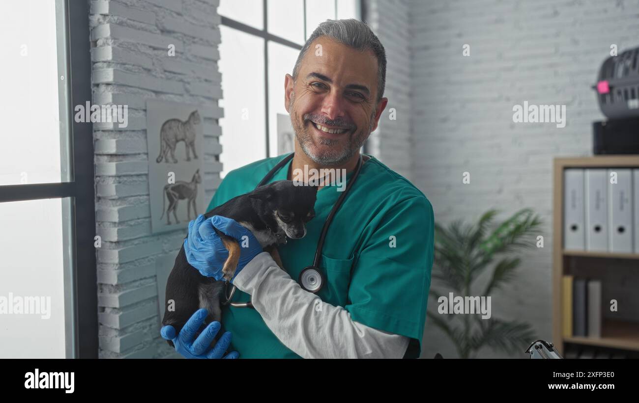 Middle-aged male veterinarian holding a chihuahua dog in a clinic room, smiling at the camera, wearing a stethoscope and gloves Stock Photo