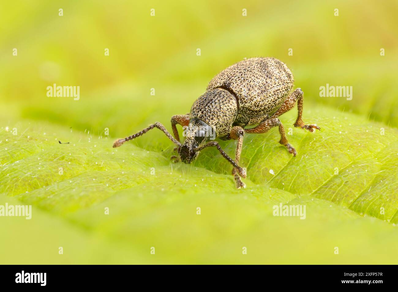 Clay-coloured weevil (Otiorhynchus singularis)  Catbrook, Monmouthshire, Wales, UK, May. Focus-stacked image Stock Photo