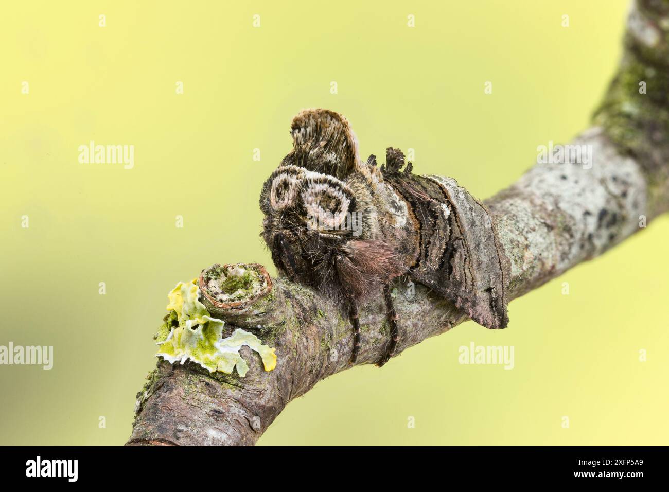 Spectacle Moth Phalaena triplasia hi-res stock photography and images - Alamy