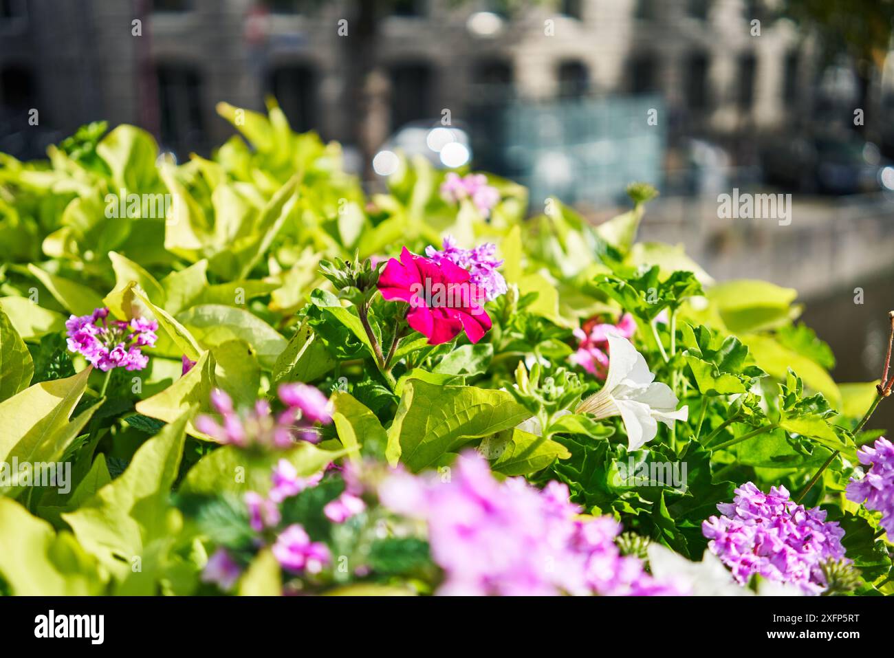 Full bloom suggesting hi-res stock photography and images - Alamy