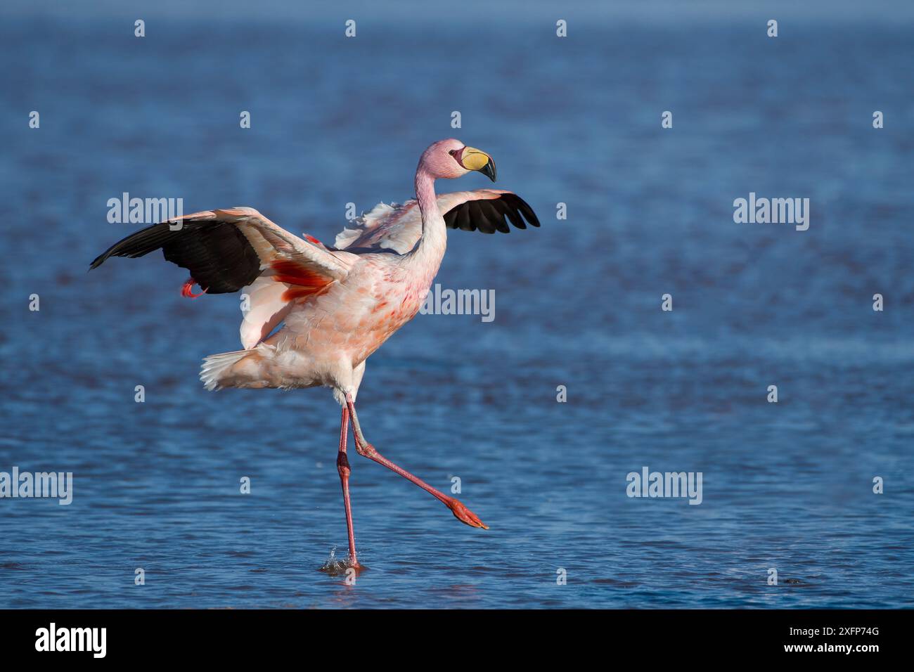 james-s-flamingo-phoenicoparrus-jamesi-walking-with-wings-outstreched