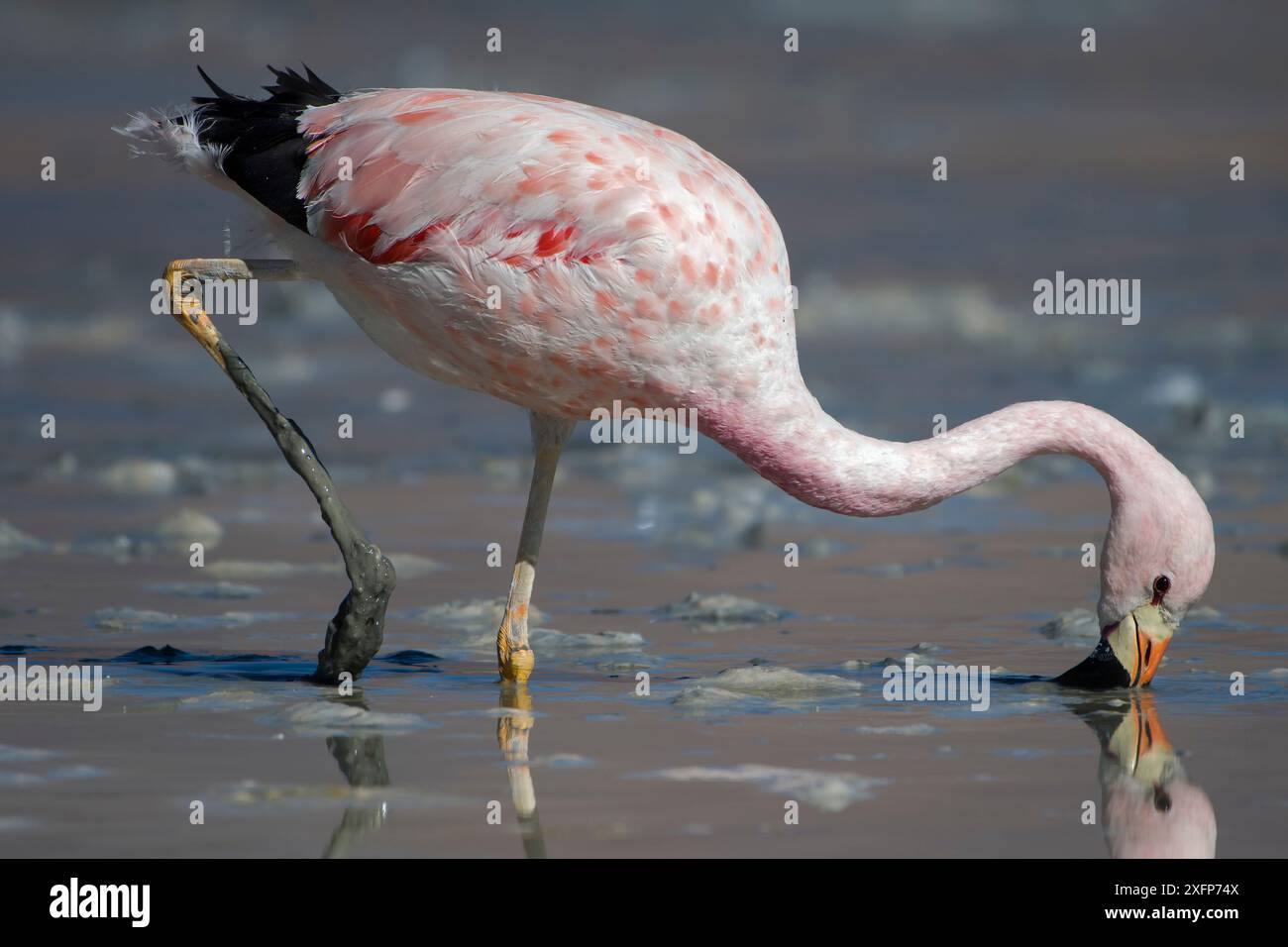 Andean flamingo (Phoenicoparrus andinus) feeding on shore, Laguna Hedionda, Altiplano, Bolivia Stock Photo