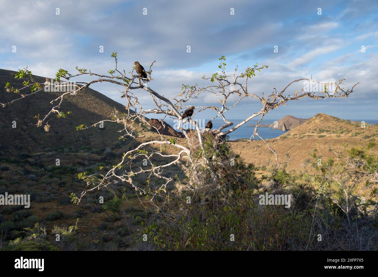 Galapagos hawk nest hi-res stock photography and images - Alamy