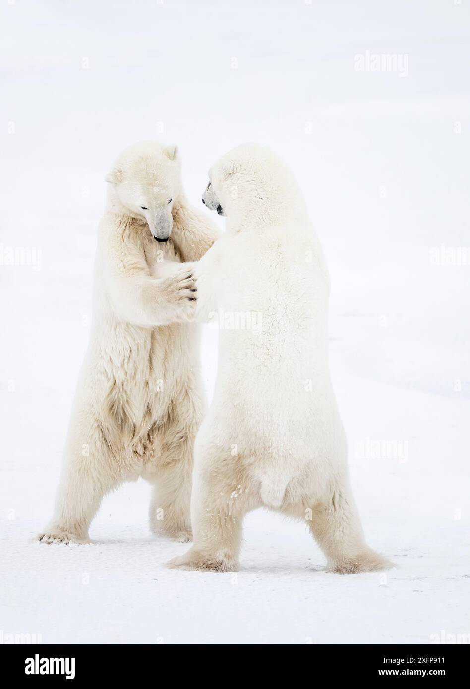 polar-bears-ursus-maritimus-males-standing-up-fighting-churchill
