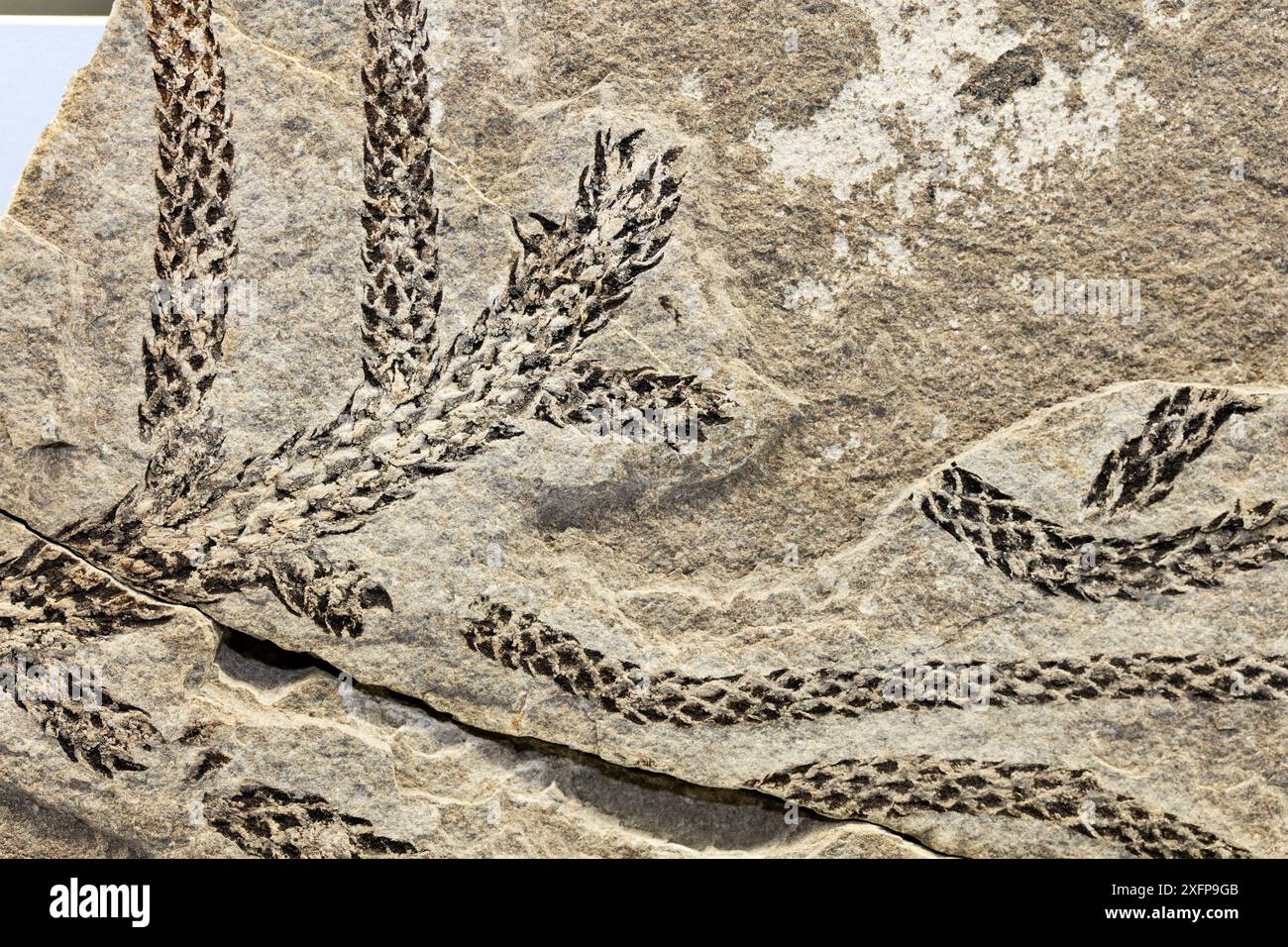 Close up of a fossil of a Conifer Voltzia sp. branch from the Middle Triassic period Fossil Museum of Monte San Giorgio Ticino Switzerland Stock Photo Alamy