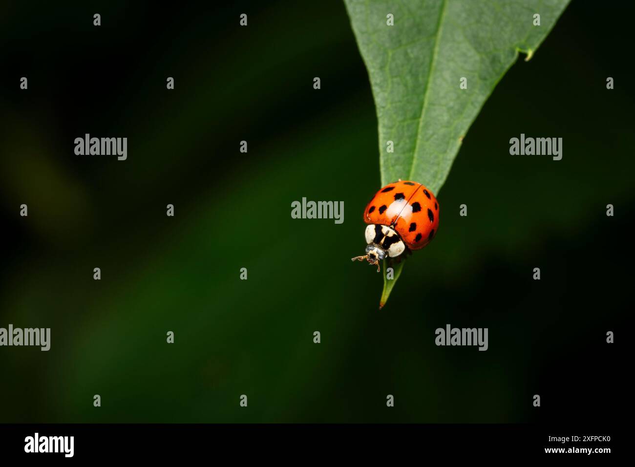 Asian Ladybeetles on a leaf in a backyard garden in Canada Stock Photo