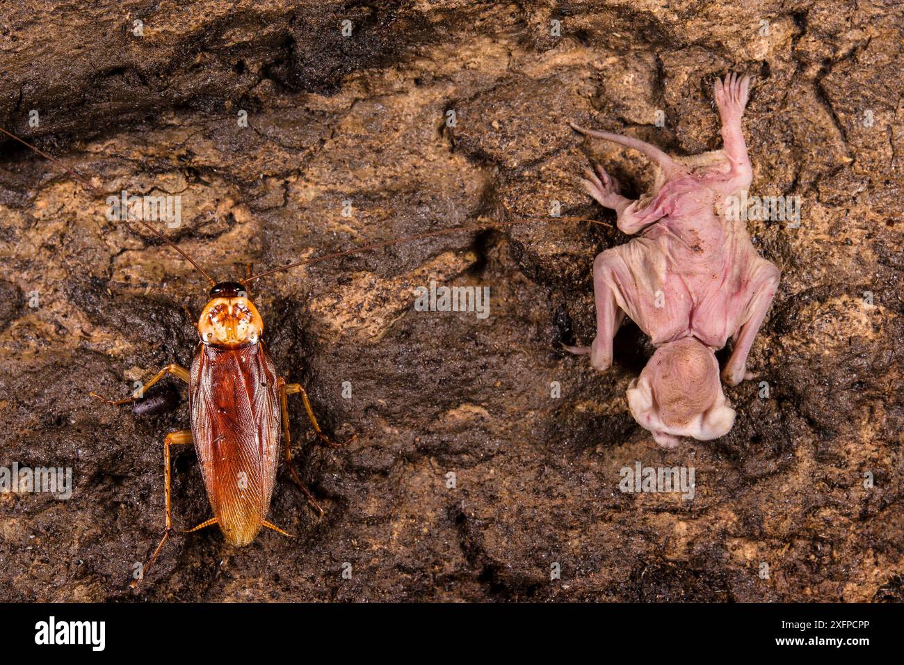 Wrinkle-lipped free-tailed bat (Chaerephon plicatus) pup and a ...