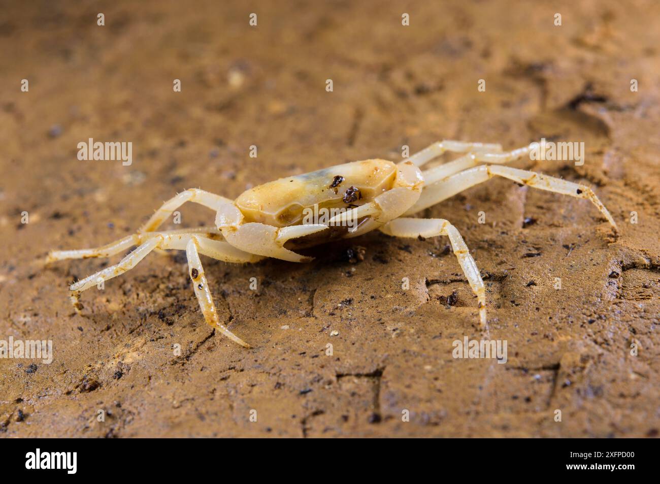Cave crab (Cerberusa caeca), Fast Lane Cave, Gunung Mulu National Park ...