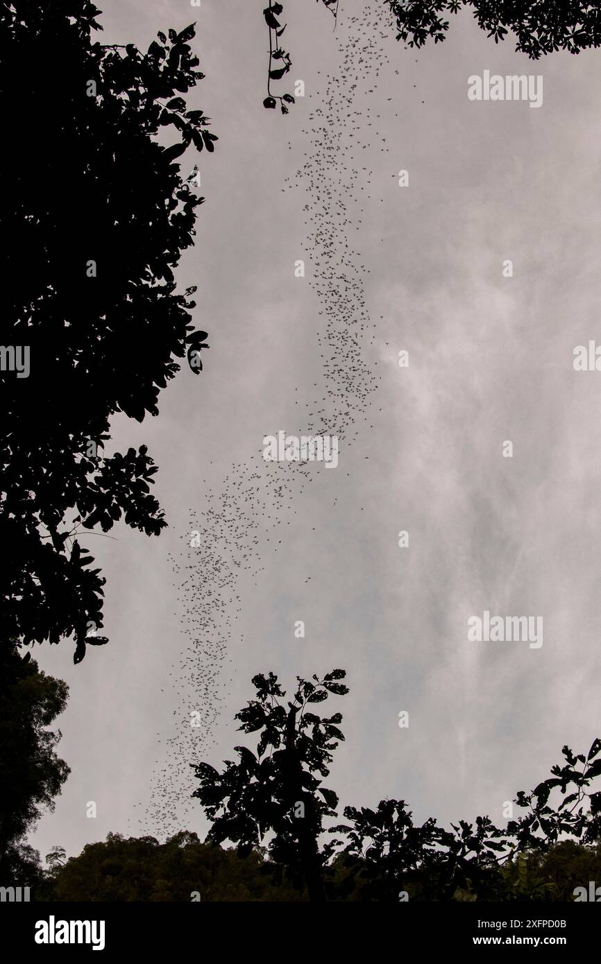 Stream of bats leaving the Deer Cave at dusk. Gunung Mulu National Park, Borneo, Sarawak, Malaysia. Stock Photo