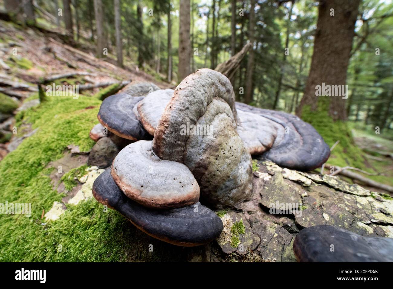 Geotropism tree hi-res stock photography and images - Alamy