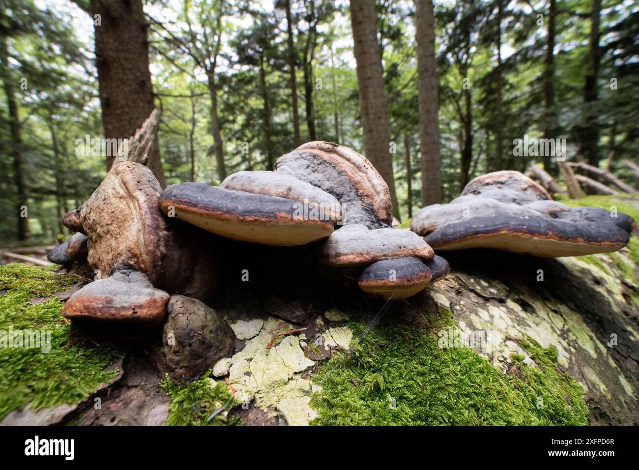 Red Banded Polypore (Fomitopsis pinicola), geotropism, fruiting bodies ...