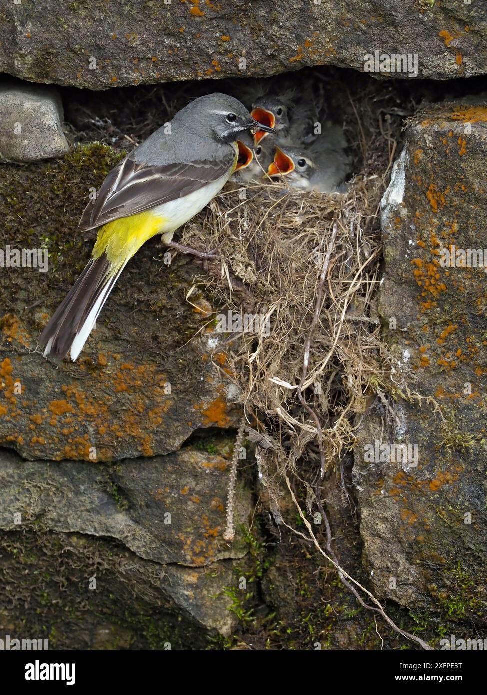 Grey wagtail (Motacilla cinerea) male at nest feeding young, Upper