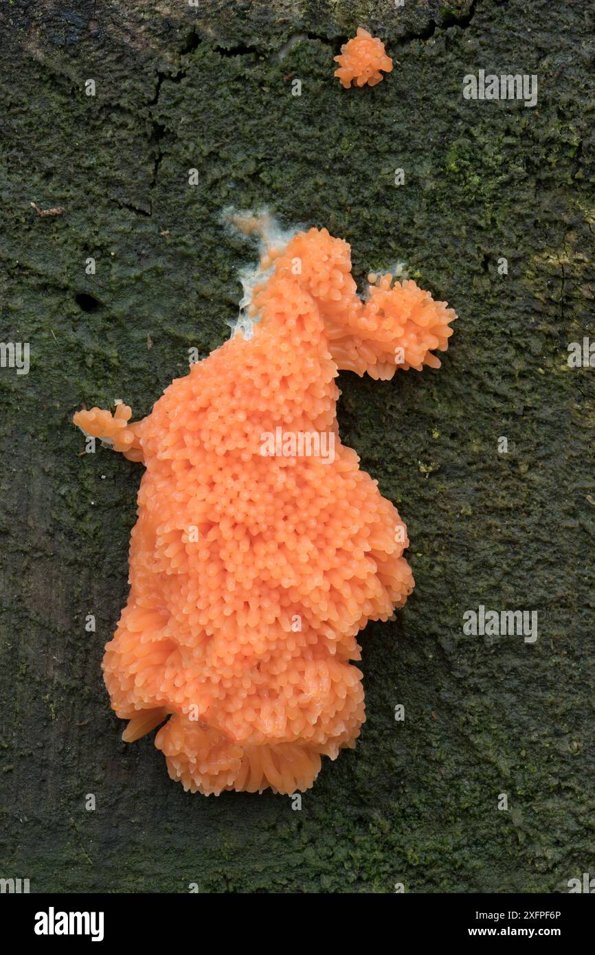 Red raspberry slime (Tubifera ferruginosa) Tollymore Forest Park, Newcastle, County Down, Northern Ireland, October. Stock Photo