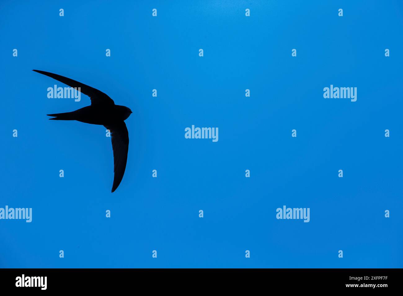 Eurasian swift apus apus hi-res stock photography and images - Alamy
