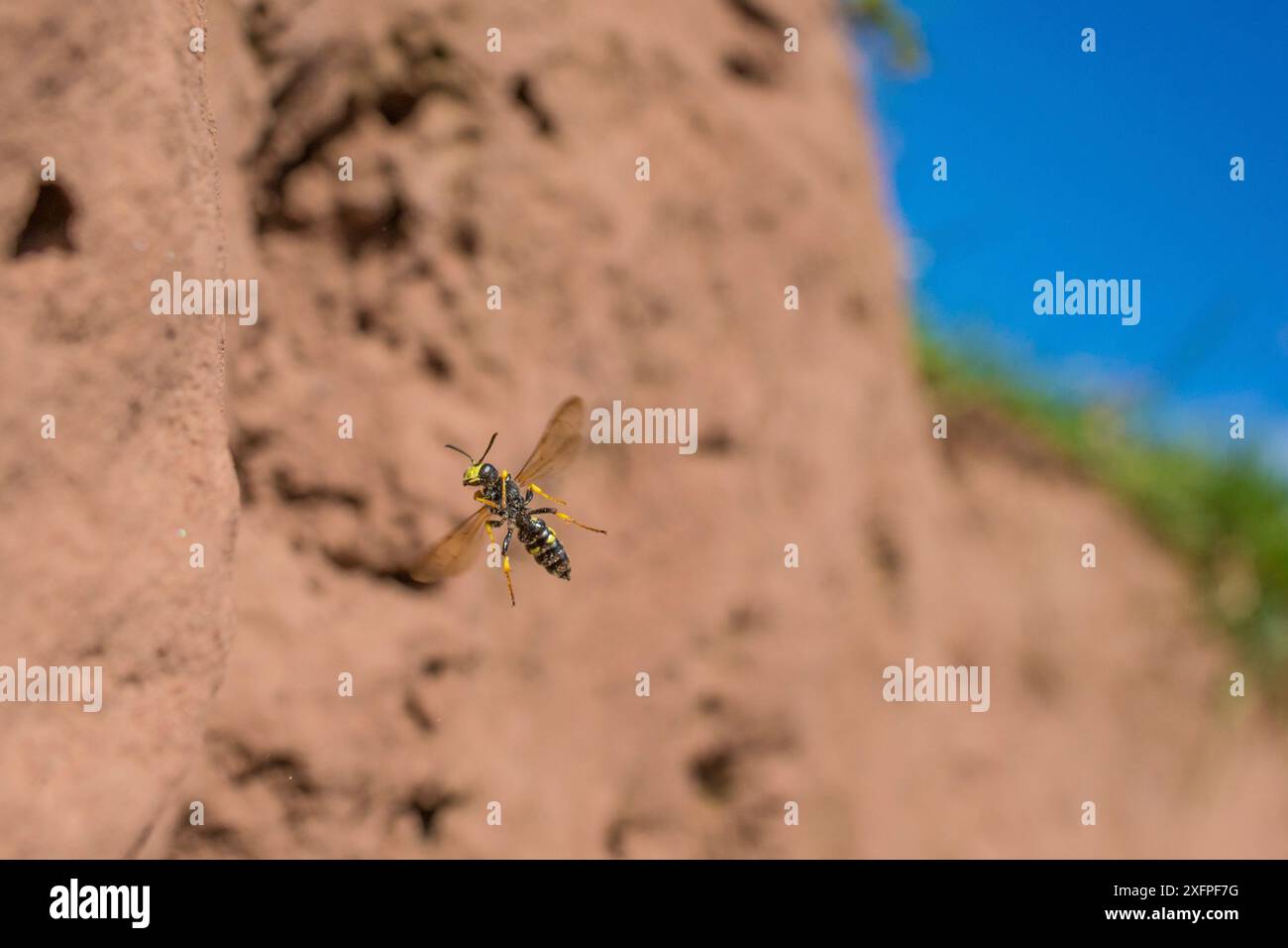 Ornate tailed digger wasp (Cerceris rybyensis), flying carrying paralysed female White zoned furrow bee (Lasioglossum leucozonium) to nest, Monmouthshire, Wales, UK, August. Stock Photo