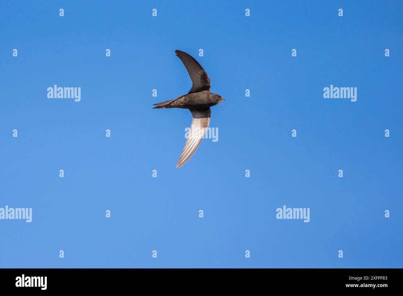 Apodidae swift uk hi-res stock photography and images - Alamy