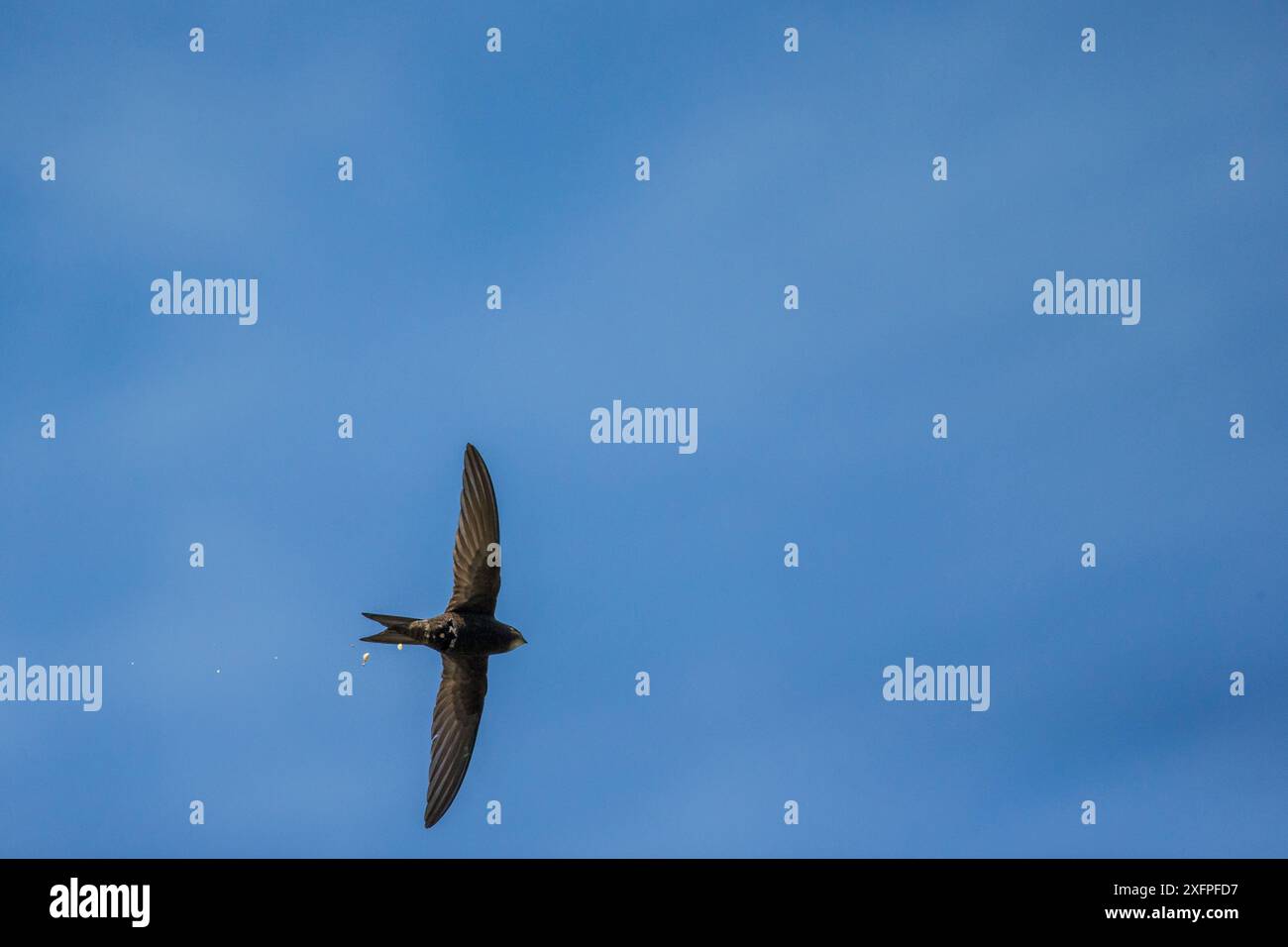 Swift (Apus apus) defecating in flight, Monmouthshire, Wales, UK, June ...