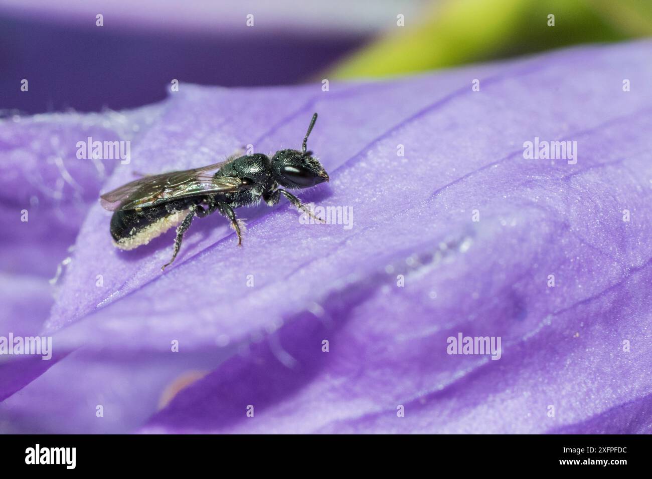 Harebell carpenter bee (Chelostoma campanularum) at 4-5mm long one of Britain's smallest bees, resting on Giant harebell (Campanula latifolia) petal, Pentwyn farm SSSI, Gwent Wildlife Trust, Reserve, Monmouthshire, Wales, UK, July. Stock Photo