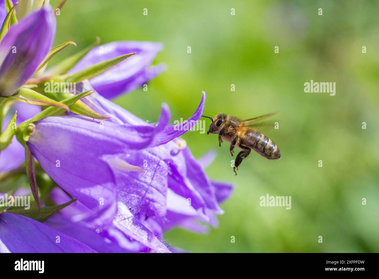 European honey bee (Apis mellifera) flying to Giant harebell (Campanula