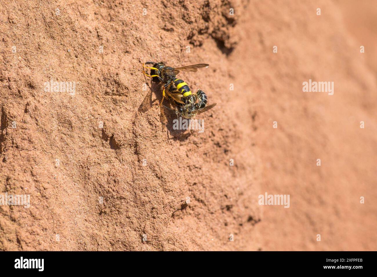 Ornate tailed wasp (Cerceris rybyensis) taking paralysed White zoned furrow bee (Lasioglossum leucozonium) to nest, Monmouthshire, Wales, UK, August. Stock Photo